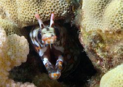 Dragon Moray, Kona HI.
Hard to find- very shy. by Andy Lerner 